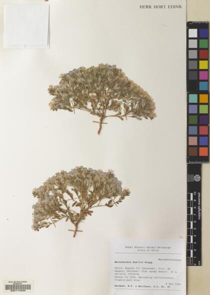 Malesherbia humilis var. parviflora [Espécimen: ]