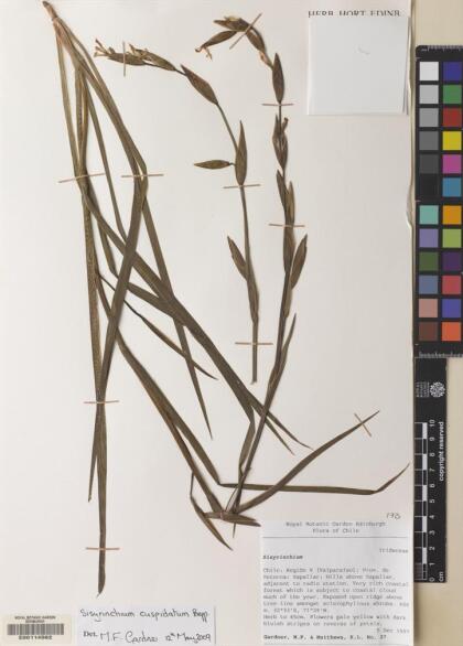 Sisyrinchium cuspidatum [Espécimen: ]