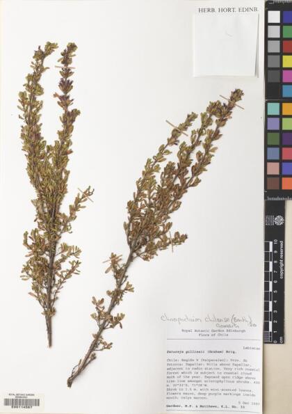 Gardoquia gilliesii [Espécimen: ]