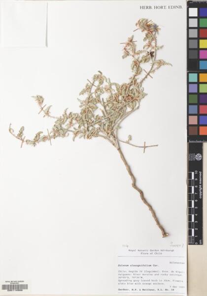 Solanum elaeagnifolium [Espécimen: ]