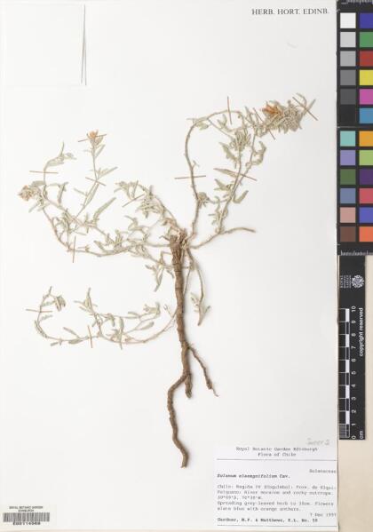 Solanum elaeagnifolium [Espécimen: ]