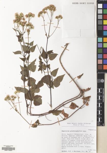 Ageratina glechonophylla [Espécimen: ]