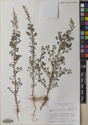 Chenopodium petiolare [Espécimen: ]
