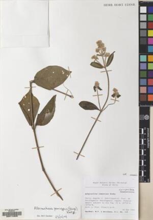 Alternanthera porrigens [Espécimen: ]