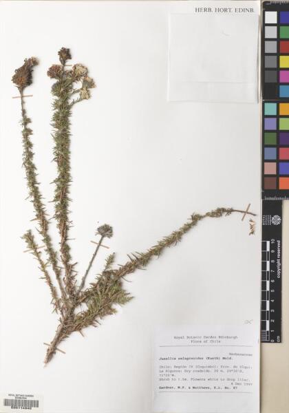 Junellia selaginoides [Espécimen: ]
