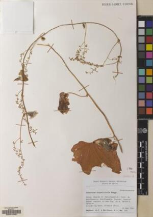 Dioscorea bryoniifolia [Espécimen: ]
