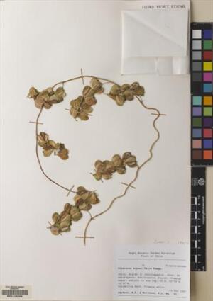 Dioscorea bryoniifolia [Espécimen: ]
