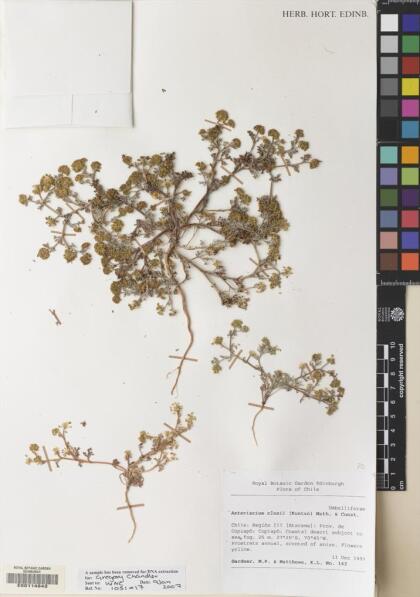 Asteriscium closii [Espécimen: ]