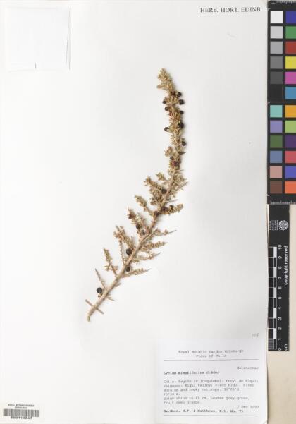 Lycium minutifolium [Espécimen: ]