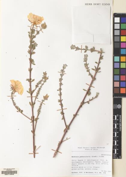 Balbisia peduncularis [Espécimen: ]