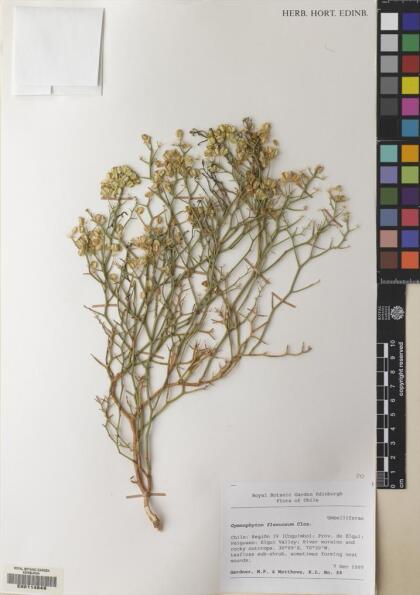 Gymnophyton flexuosum [Espécimen: ]