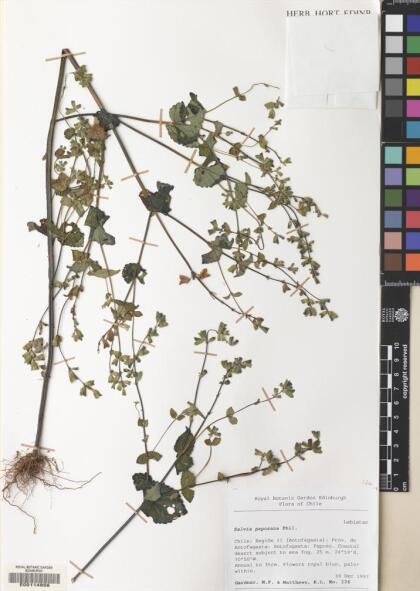 Salvia rhombifolia [Espécimen: ]