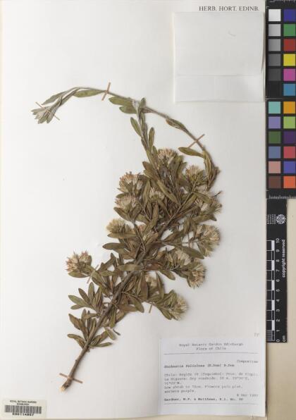 Gochnatia foliolosa var. foliolosa [Espécimen: ]