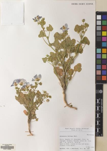 Cristaria integerrima var. integerrima [Espécimen: ]