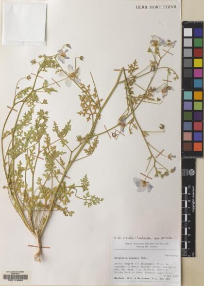 Cristaria viridiluteola var. pinnata [Espécimen: ]