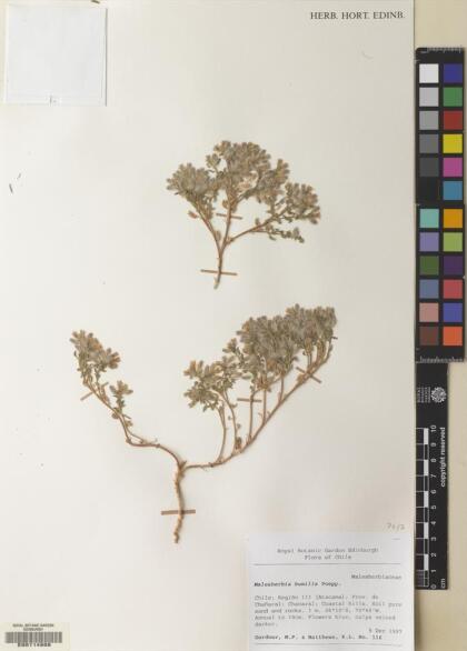 Malesherbia humilis var. parviflora [Espécimen: ]