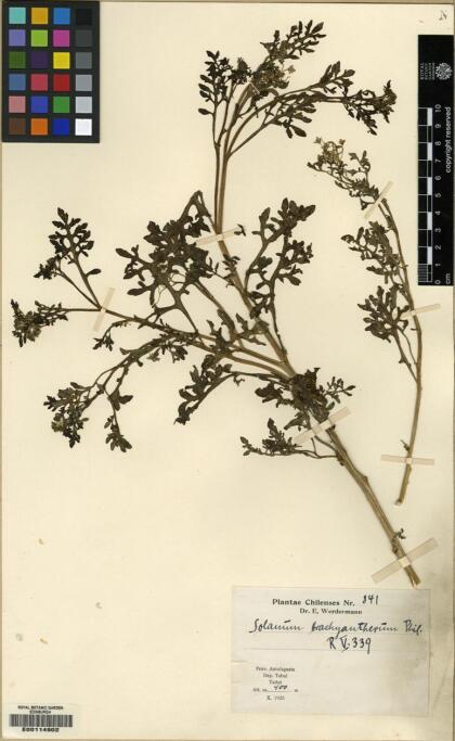 Solanum brachyantherum [Espécimen: ]