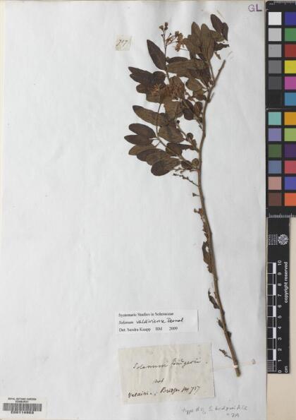 Solanum valdiviense [Espécimen: ]