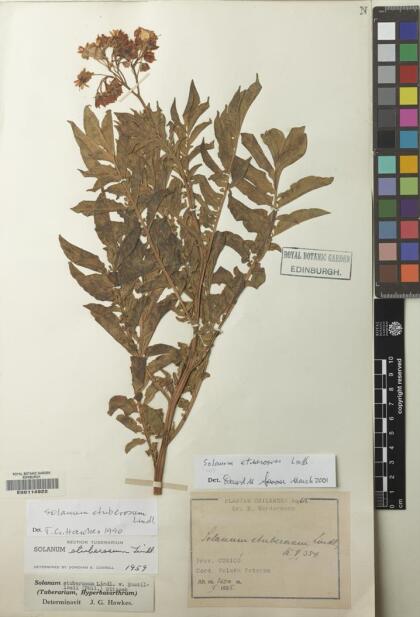 Solanum etuberosum [Espécimen: ]