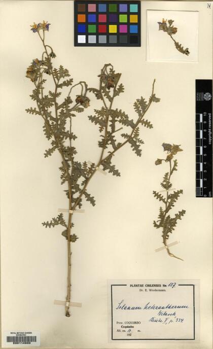 Solanum trinominum [Espécimen: ]