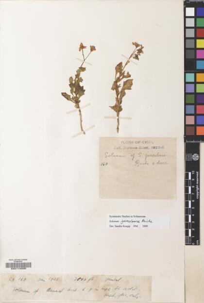 Solanum echegarayi [Espécimen: ]