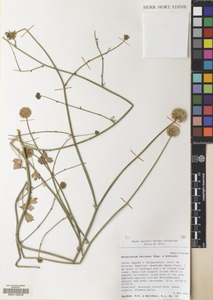 Asteriscium chilense [Espécimen: ]