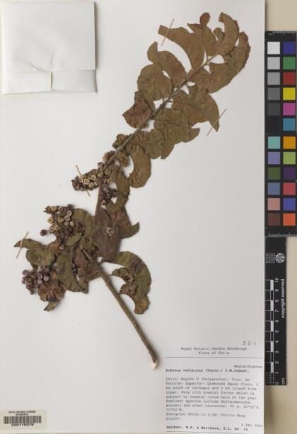 Schinus latifolia [Espécimen: ]