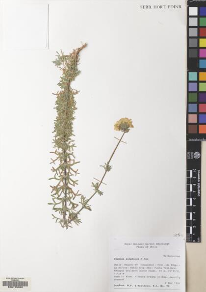 Glandularia sulphurea [Espécimen: ]