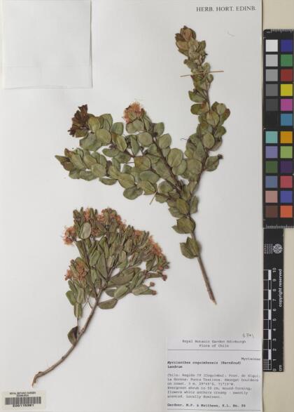 Myrcianthes coquimbensis [Espécimen: ]