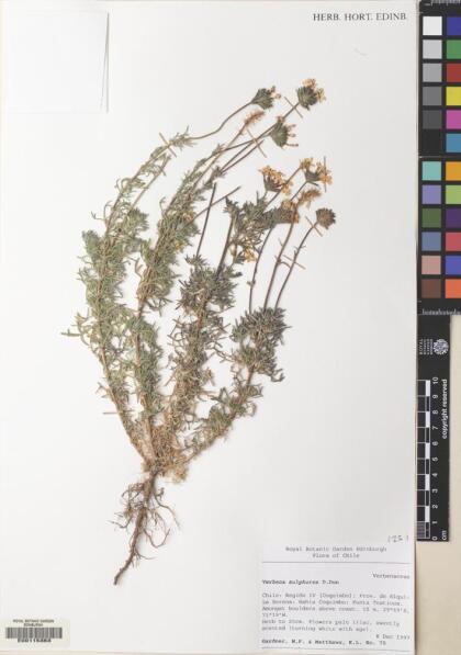 Glandularia sulphurea [Espécimen: ]