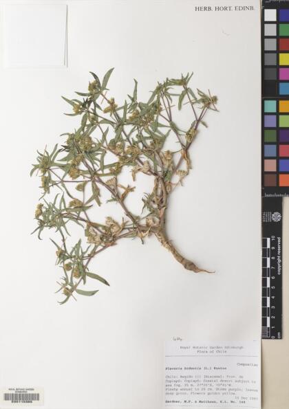 Flaveria bidentis [Espécimen: ]