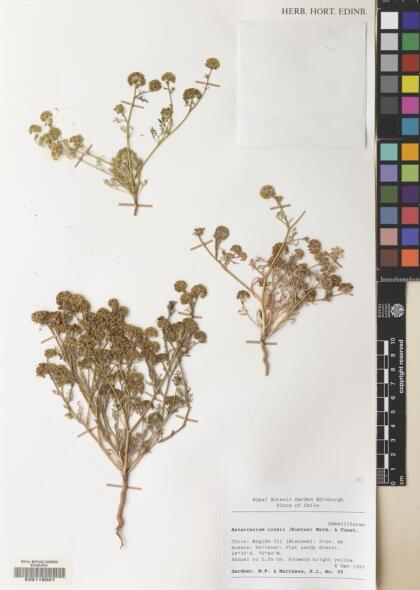 Asteriscium closii [Espécimen: ]