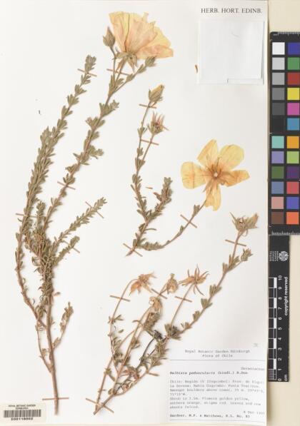 Balbisia peduncularis [Espécimen: ]