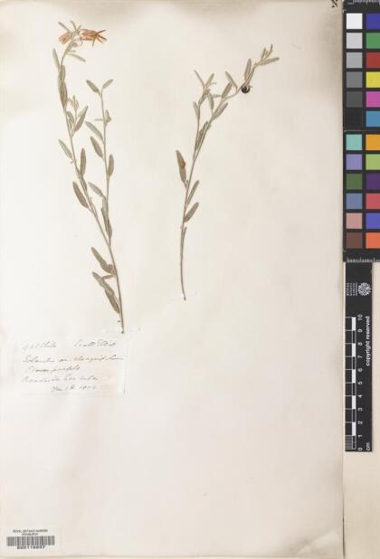Solanum elaeagnifolium [Espécimen: ]