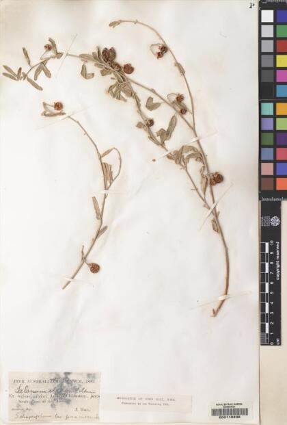 Solanum elaeagnifolium [Espécimen: ]