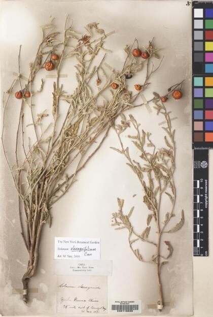 Solanum elaeagnifolium [Espécimen: ]