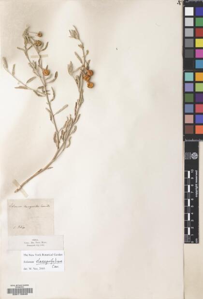 Solanum elaeagnifolium [Espécimen: ]