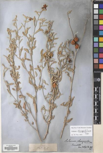 Solanum elaeagnifolium [Espécimen: ]