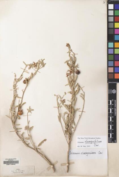 Solanum elaeagnifolium [Espécimen: ]