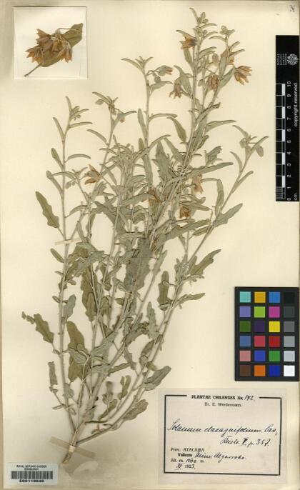 Solanum elaeagnifolium [Espécimen: ]