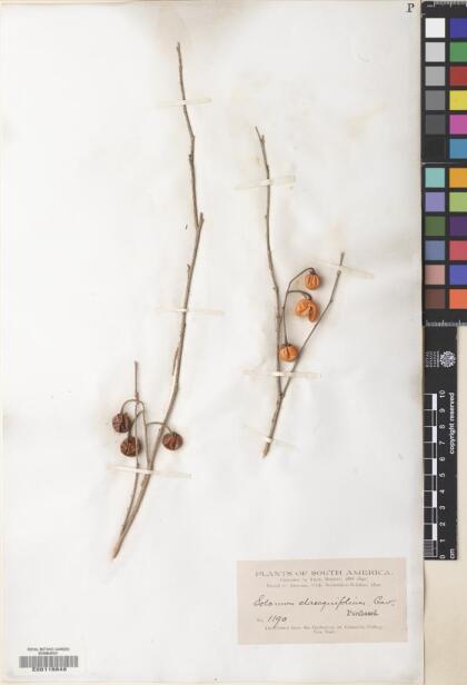 Solanum elaeagnifolium [Espécimen: ]
