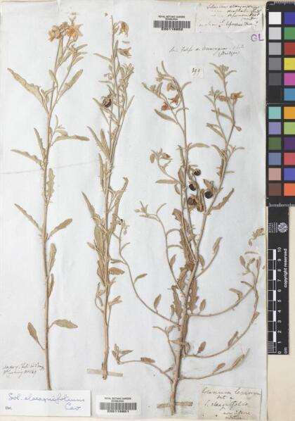 Solanum elaeagnifolium [Espécimen: ]