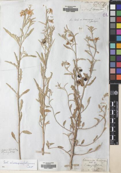 Solanum elaeagnifolium [Espécimen: ]
