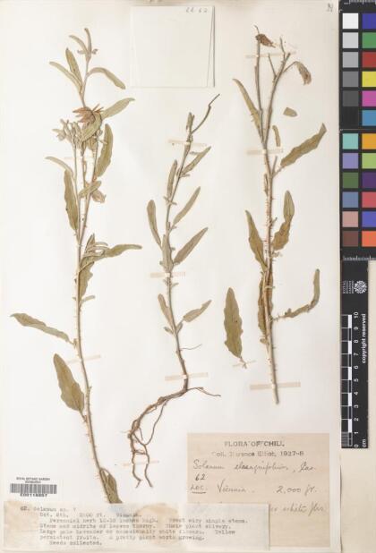 Solanum elaeagnifolium [Espécimen: ]