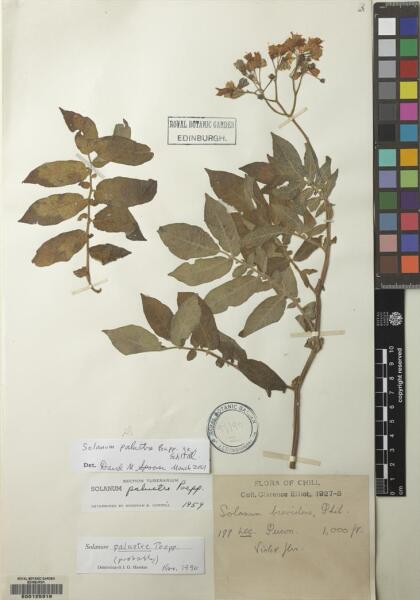 Solanum palustre [Espécimen: ]