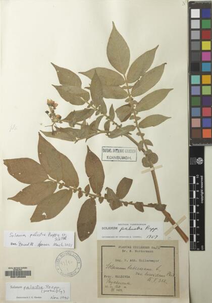 Solanum palustre [Espécimen: ]