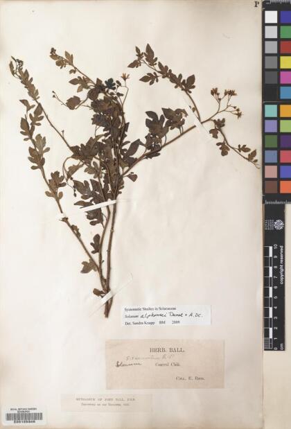 Solanum alphonsei [Espécimen: ]
