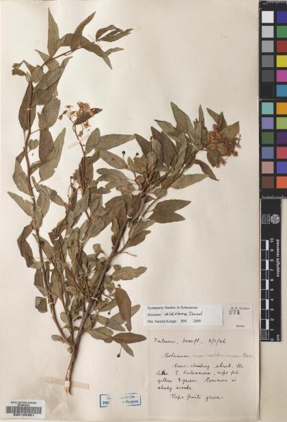 Solanum valdiviense [Espécimen: ]