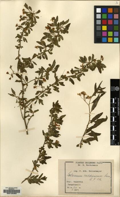 Solanum valdiviense [Espécimen: ]