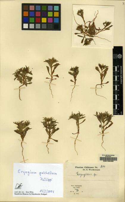 Eryngium pulchellum [Espécimen: ]